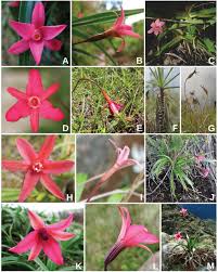 Image result for Velloziaceae