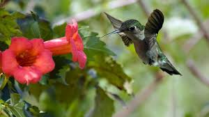Invite delightful hummingbirds to your garden with these flowers by karen chapman. How To Attract Hummingbirds To Your Yard