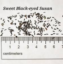 Image result for Renealmia susanneae-katziae