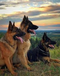 Find Out Additional Info On German Shepherd Puppies Look At Our Site Germanshepherdpu German Shepherd Dogs German Shepherd Pictures German Shepherd Photos