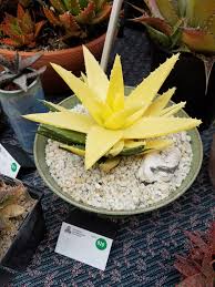 Carmichael cactus & succulent society show. Succygirl Aloe Nobilis Variegata At The 2018 Sf Succulent