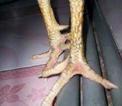 Sisik naga temurun ini juga yang mampu membuat ayam bangkok menjadi tinggi harganya, karena sisik ayam bangkok ini sulit dan jarang ada,. Keunggulan Sisik Kaki Ayam Bangkok Jenis Naga Temurun