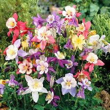 Image result for Aquilegia pompom mix