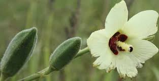 Image result for Ascolepis capensis