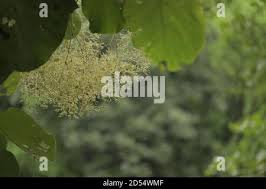 Image result for Heteropyxis natalensis