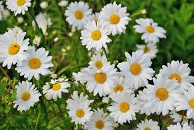 Shasta Daisies How To Plant Grow And Care For Daisy