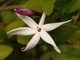 Image result for Jasminum stenolobum
