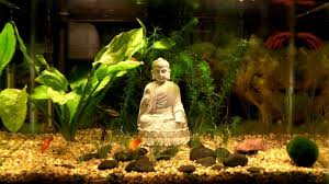 Planted 10 Gallon Community Fish Tank W Crowntail Betta Fish Tank Fresh Water Fish Tank Community Fish Tank