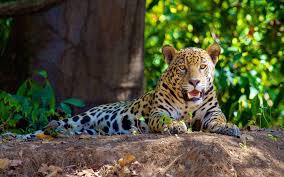 Amazon rainforest animals make up the highest numbers of species in any ecosystem in the world. Jaguar In Amazon Jungle Rainforest Animals Amazon Rainforest Animals Animals