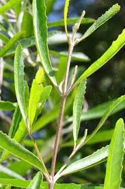 Image result for Nuxia oppositifolia