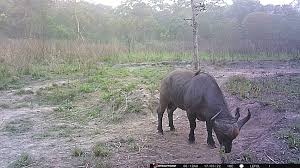 The Great Colors Of The Central Savanna Buffalo In Central African Republic  C.A.R