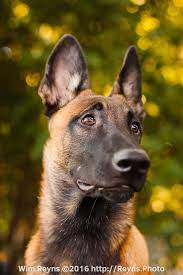 5 Months Old Malinois Puppy Zino Malinois Puppies Belgian Malinois Dog Belgian Malinois Puppies
