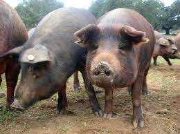 Piftie de porc, racituri sau cotoroage, o reteta traditionala moldoveneasca, niste racituri bine inchegate, usturoiate, picante. Datei Porc Iberique Cerdo Iberico Jpg Wikipedia