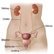 Download a free preview or high quality adobe illustrator ai, eps, pdf and high resolution jpeg versions. Anatomy Of The Female Urinary Tract Saint Luke S Health System