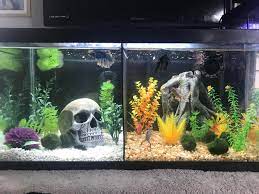 We make are own divders and the link to see how is in the video. Divided Betta Tank At Feeding Time Aquariums