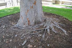 Red maple grows well in all types of conditions, wet soils, dry soils, poor soil conditions. Tree Girdling Plant Ed Blog By Dr Jared Barnes Meristem