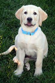 Yellow Lab Zippo S Twin Labrador Retriever Dog Yellow Lab Puppies Labrador Retriever