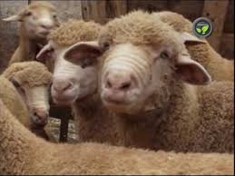 Last updated october 15, 2019. Bannur Rambouillet And Other Breeds Of Sheep Youtube