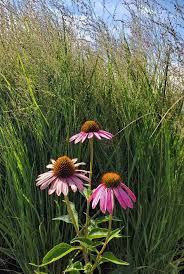 Image result for Aizoon virgatum