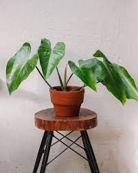 Water the soil around the base of the plant rather than the leaves. 16 Types Of Indoor Philodendron Varieties Philodendron Philodendron Plant Philadendron Plant
