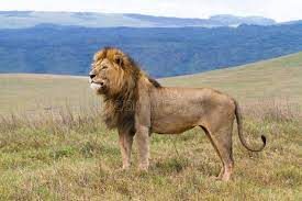 Massive Male Lion A Lone Male Lion Standing Proud In The Ngorongoro Crater Affiliate Lion Lone Massive Male N Lion Images Male Lion Lion Pictures