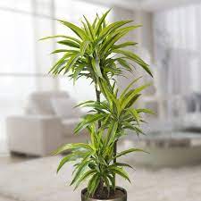 Best Plants For The Bathroom Indoor Gardener With Images Bathroom Plants Best Bathroom Plants Plants Uk