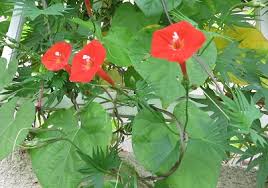 この花の名前なんていうの アサガオやオシロイバナにも似た朱色の花 マルバルコウソウ 丸葉縷紅草