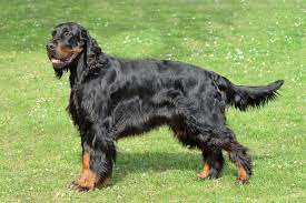 German shepherds, labrador retrievers, golden retrievers, boxers, yorkshire terriers, designer breeds and more! Gordon Setter Full Profile History And Care