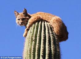 One important rule with linens and clothing is: Bobcat King Sits Atop Of Massive 45 Arizona Cactus As A Climbing Stra Cats On Catnip
