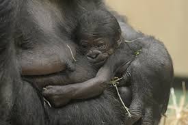 Take a train ride through the facility, or enjoy a tour via camel. Munster Zoo Surprised By Gorilla Birth Zooborns