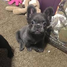 Meet Fozzy The Fluffy French Bulldog Baby Dogs Cute Baby Dogs Cute Little Animals