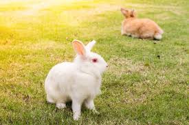Does tend to weigh slightly more than bucks. How To Care For New Zealand Rabbits Simplyrabbits Rabbit Care