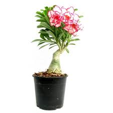 Shop the latest desert plants trees deals on aliexpress. Buy Adenium Red Double Flower Plant Online In India At Plantsguru Com