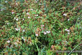 Image result for Sauvagesia