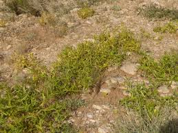 Image result for Geigeria