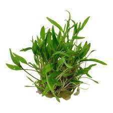 Cryptocoryne is a genus of aquatic plants from the family araceae. Cryptocoryne Wendtii Green Tropica Garnelen Direkt