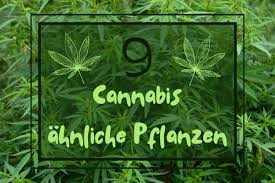 Der anbau von cannabis in deutschland ist. 9 Hanf Cannabis Ahnliche Pflanzen Mit Bild