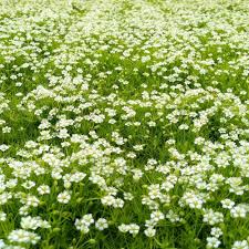 Image result for Sagina abyssinica