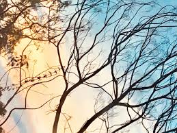 Image result for Elephantorrhiza goetzei