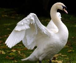White Bird With Wings Spread Swan Spreading Wings 4 By Lubellecreativespark On Deviantart Swan Wings Swan Beautiful Birds