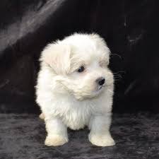 Maltese Ucretli Sahiplendirilecek