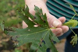 I live in new zealand. Maple Leaf Blister No Cause For Concern Mason City North Iowa Globegazette Com