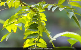 Curry leaves can effectively treat these problems. Curry Leaves Benefits Use Kadi Patta For Your Health Beauty And Hair