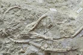 Image result for Disperis concinna