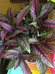 Image result for Strobilanthes