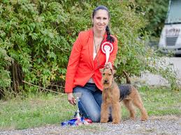 Image result for velšteriér