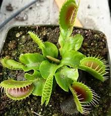 We did not find results for: Low Giant Venus Fly Trap Venus Fly Catcher Predatory Plants