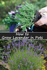 7 Easy Steps To Growing Lavender In Pots Growing Lavender Lavender Plant Potted Lavender