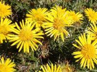 Image result for Berkheya zeyheri