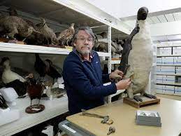 The giant penguin, which stood 1.6 meters (5 feet 3 inches) tall, is the latest member of a growing cast of massive fauna that used to call the island nation home. Scientists Say Monster Penguin Once Swam New Zealand Oceans Oceania Gulf News